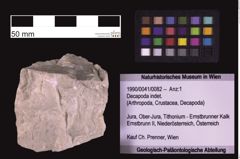 Foto (Objekt + Etiketten) von Decapoda indet. (NHMW-GEO-1990-0041-0082)